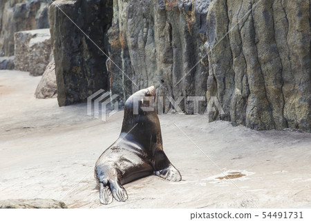 Cute fur seal resting on the beach near the stones on a warm sunny day. Concept of animal life in 54491731