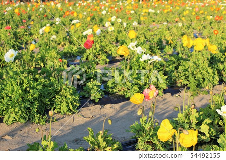 Poppy flower picking Poppy flower picking 54492155
