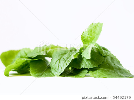 Fresh organic young leaves spring edible greens from home garden isolated white background close up Fresh organic young leaves spring edible greens from home garden isolated white background close up 54492179