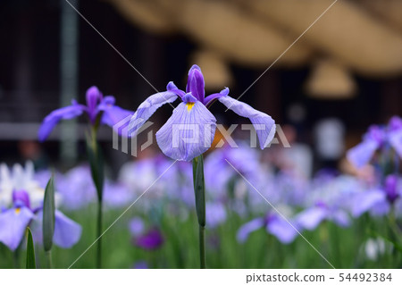 Miyaji Dake Shrine的虹膜 Miyaji Dake Shrine的虹膜 54492384