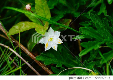 Hayaike Mineyama Tsumaturiso Hayaike Mineyama Tsumaturiso 54492403