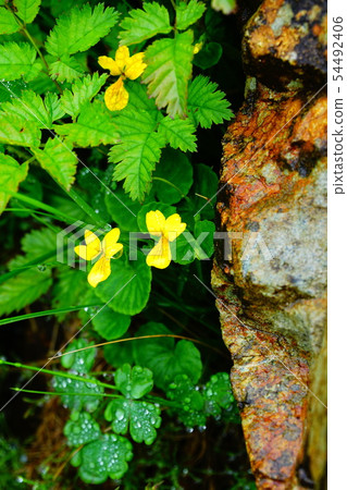 Mine Hayaike Mine Hayaike 54492406