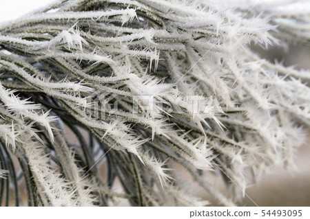 pine trees in winter pine trees in winter 54493095