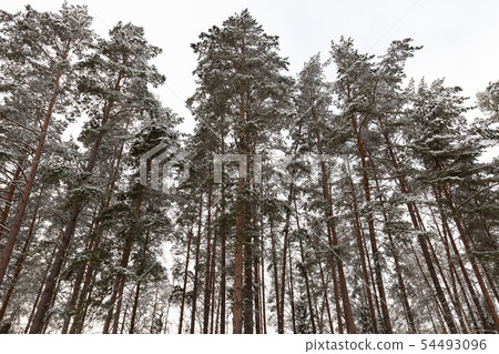 snow-covered pine trees 54493096