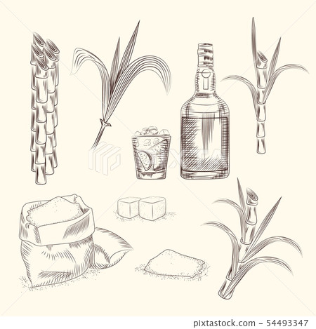 Set Of Sugar Cane Hand Draw Cane Leaves Stock Illustration 54493347 Pixta