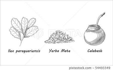Set of yerba mate tea branch and calabash. Mate Set of yerba mate tea branch and calabash. Mate 54493349