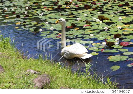Showa Forest Waterfowl Showa Forest Waterfowl 54494067