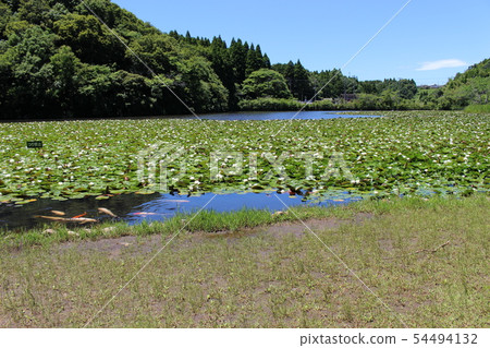 Showa Forest Shimoyuta Pond 54494132
