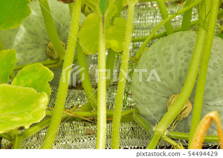 南瓜雪化妝 南瓜雪化妝 54494429