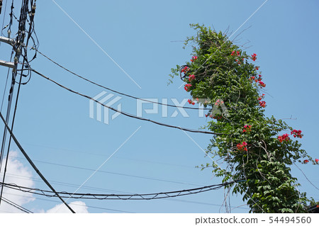 電子桿和電線由Nouzen Kazura的棺材覆蓋 54494560