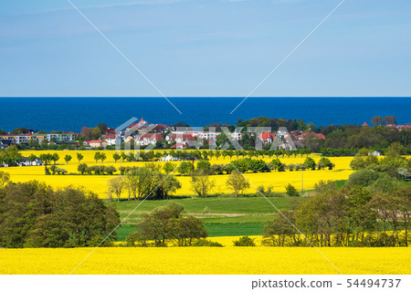 Canola fields on the Baltic Sea coast in 54494737