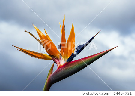 Bird of paradise flower in Funchal on the island 54494751