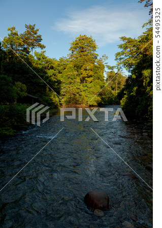 Lush forest scene at morning sunrise in Borneo Malaysia Lush forest scene at morning sunrise in Borneo Malaysia 54495325