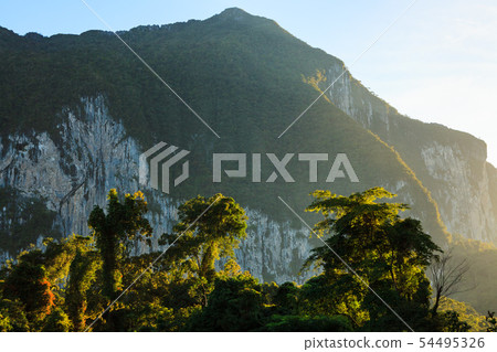 Lush forest scene at morning sunrise in Borneo Malaysia 54495326