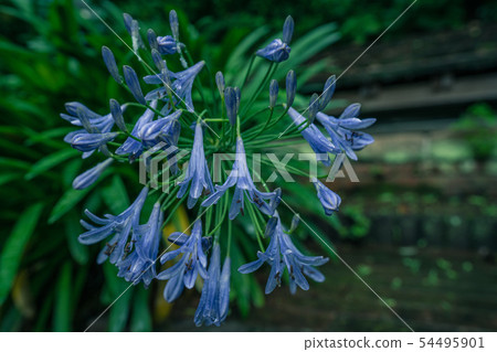 [Background material] Hyacinth on a rainy day 54495901