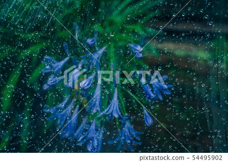 [Background material] Hydrangea on a rainy day 54495902