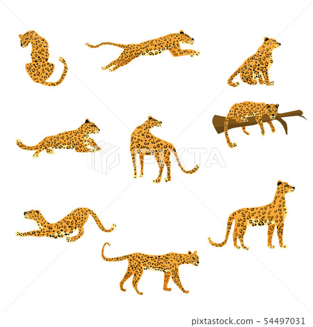 Set of leopards in various poses cute trend style, animal predator mammal, jungle. Vector Set of leopards in various poses cute trend style, animal predator mammal, jungle. Vector 54497031