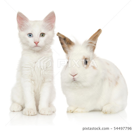 Portrait of kitten and rabbit on white background 54497796