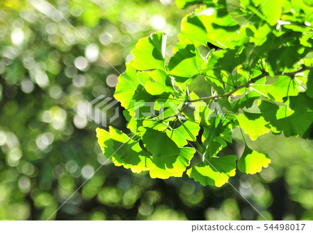 Ginkgo leaves-13236 54498017