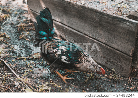 Beautiful adult color cock eats corn and grass in Beautiful adult color cock eats corn and grass in 54498244
