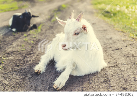 Cute young white goat grazing outdoors on the 54498302