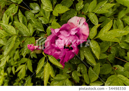 Springtime concept. Pink peony in the garden. Springtime concept. Pink peony in the garden. 54498330