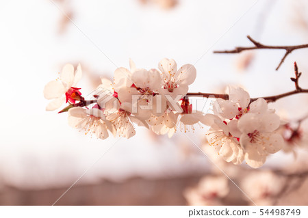 abstract flower background. flowers made with abstract flower background. flowers made with 54498749