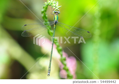 Blueberry moss (male) 54499442