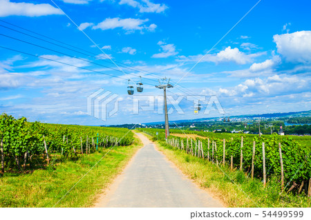 Rudesheim am Rhein Vineyards, Germany 54499599