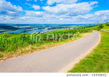 Rudesheim am Rhein Vineyards, Germany 54499603