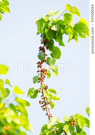 Mulberry tree 54500084