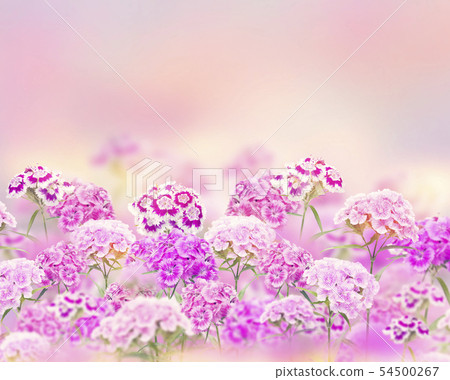 Pink and purple carnation flowers for background Pink and purple carnation flowers for background 54500267