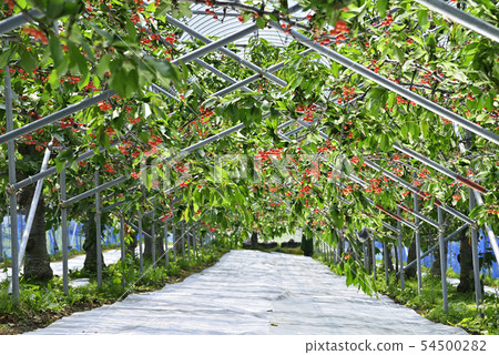 Cherries 54500282