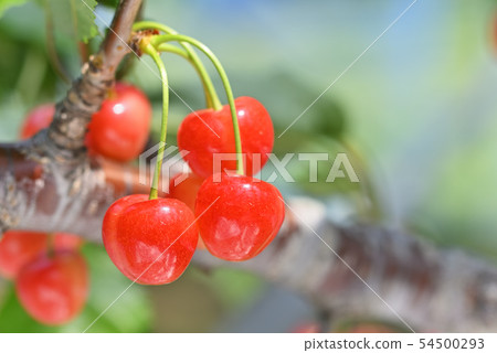 Cherries Cherries 54500293