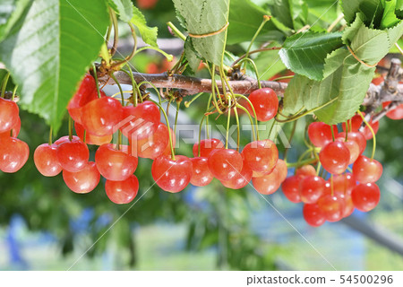 Cherries Cherries 54500296