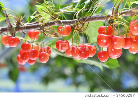 Cherries Cherries 54500297