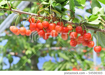 Cherries Cherries 54500303