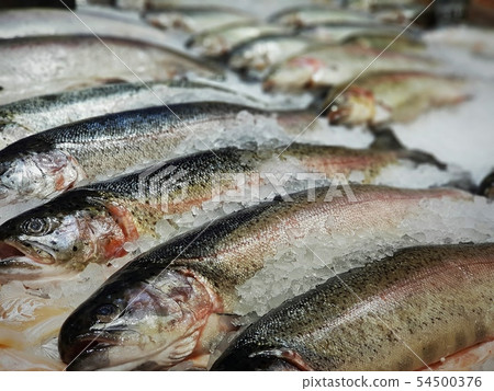Fresh Chilled Trout Fresh Chilled Trout 54500376