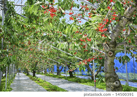 Cherries 54500391
