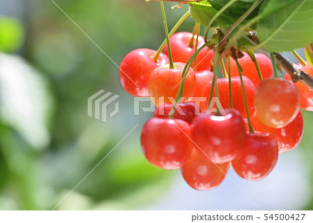 Cherries Cherries 54500427