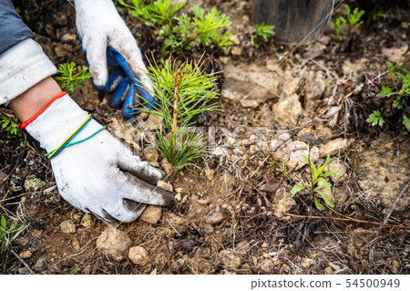 planting cedar seedlings. cedar. seedlings close-up green 54500949