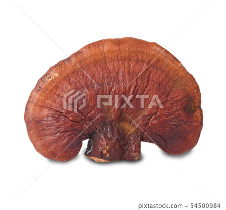 Lingzhi Mushroom Ganoderma Lucidum Isolated on Lingzhi Mushroom Ganoderma Lucidum Isolated on 54500984