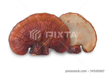 Lingzhi Mushroom Ganoderma Lucidum Isolated on Lingzhi Mushroom Ganoderma Lucidum Isolated on 54500987