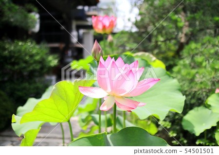 Lotus flower of Goganji 54501501