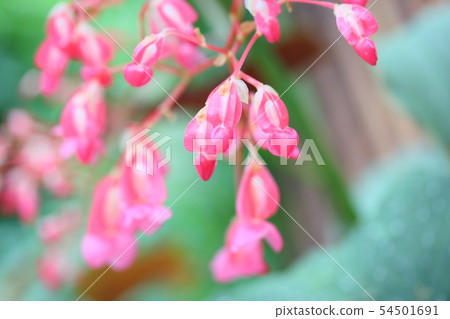 Flower of Okinawa Begonia Flower of Okinawa Begonia 54501691