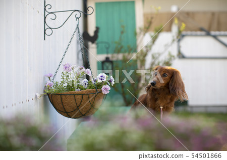 達克斯獵犬享受鮮花 54501866
