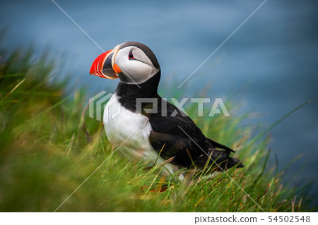 Wild Atlantic puffin seabird in the auk family. Wild Atlantic puffin seabird in the auk family. 54502548