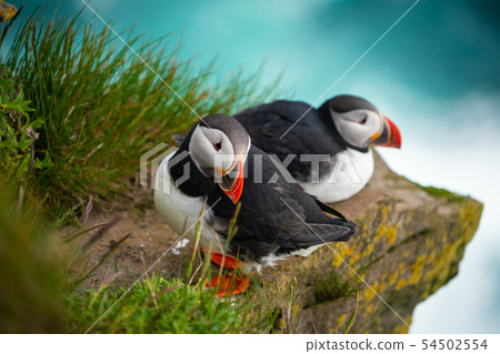 Wild Atlantic puffin seabird in the auk family. Wild Atlantic puffin seabird in the auk family. 54502554