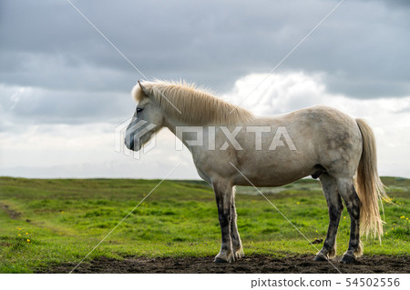 Icelandic horse in scenic nature of Iceland. 54502556
