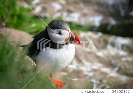 Wild Atlantic puffin seabird in the auk family. 54502562